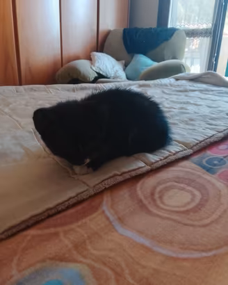 Gattini di due mesi 2 femmine e un maschio
