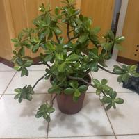 Pianta grassa Crassula Ovata circa 55cm