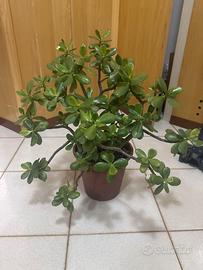 Pianta grassa Crassula Ovata circa 55cm