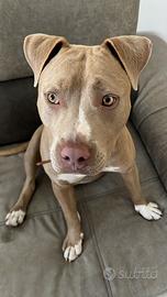 Cucciola pitbull 8 mesi