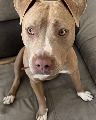 Cucciola pitbull 8 mesi