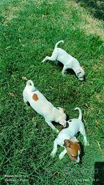 Cuccioli di jack Russell