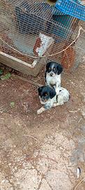 Cane cuccioli breton