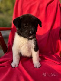 Akita Americano 
