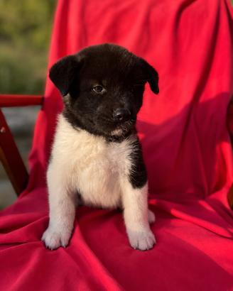 Akita Americano 
