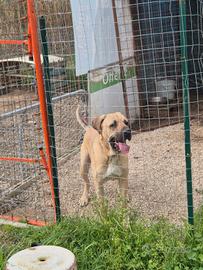 Cane corso