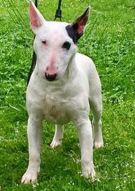 Bull Terrier Miniatura femmina