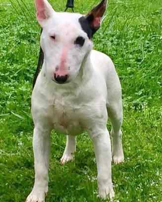 Bull Terrier Miniatura femmina