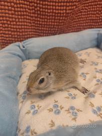 Citello