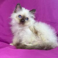 Gatto Sacro di Birmania Seal Point