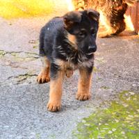 Cuccioli Pastore Tedesco