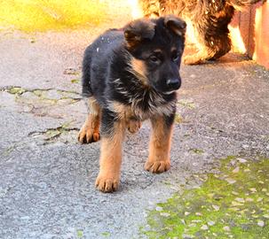 Cuccioli Pastore Tedesco