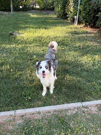 Border Collie Blue merle tricolore