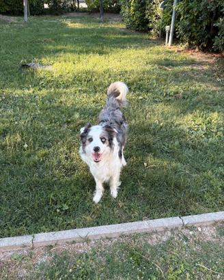 Border Collie Blue merle tricolore