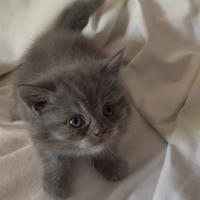Cucciolo di british longhair blu