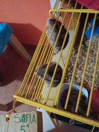 Criceti