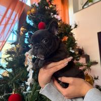 Bulldog Francese