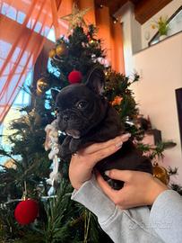 Bulldog Francese