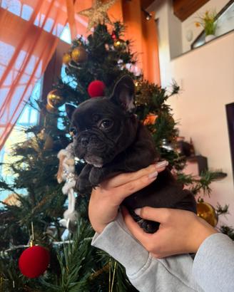 Bulldog Francese