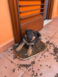Cucciola di pastore tedesco con pedigree