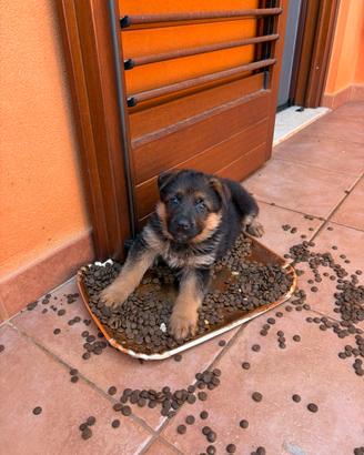 Cucciola di pastore tedesco con pedigree