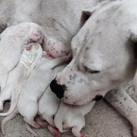 Dogo argentino cuccioli per voi