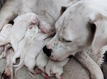 Dogo argentino cuccioli per voi