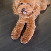 Barboncino nano per monta