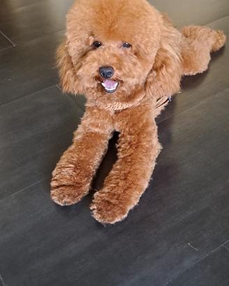 Barboncino nano per monta