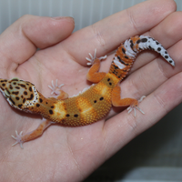 Geco leopardino