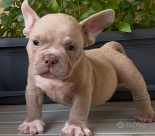 American Bully Micro Lilac Maschio