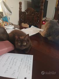 Scottish fold maschio chocolate occhi ambra