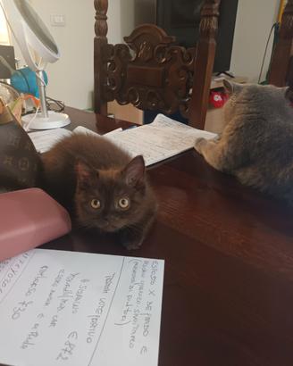 Scottish fold maschio chocolate occhi ambra