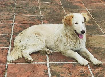 4 cuccioli con tanta fame di affetto??