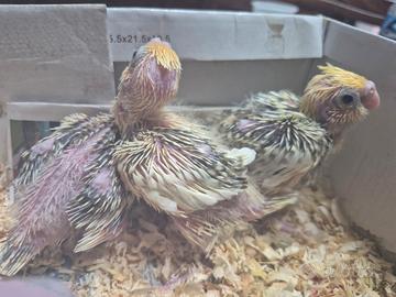 Pappagalli calopsite pulletti