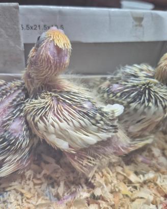 Pappagalli calopsite pulletti