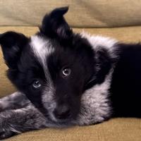 Cucciola di taglia media