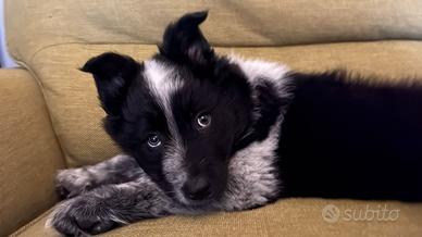 Cucciola di taglia media