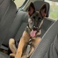 Pastore tedesco originale