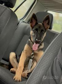 Pastore tedesco originale