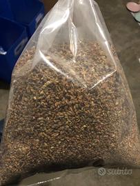 Semi saggina rossa varietà antica di altissima qua