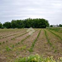 TER. AGRICOLO A LENO
