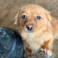 ZLATA, cucciola nanerottola super gioiosa