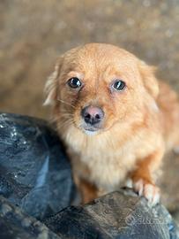 ZLATA, cucciola nanerottola super gioiosa