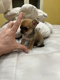 Chihuahua fulvo carbonato mini linea coreana 70gg