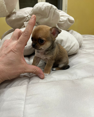 Chihuahua fulvo carbonato mini linea coreana 70gg
