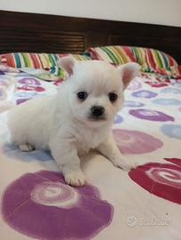 Chihuahua