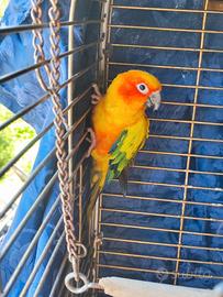 Papagallo conuro del sole