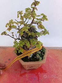 Bonsai di acero campestre su roccia H 37 cm