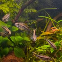 Apistogramma Cacatuoides - Ciclidi nani